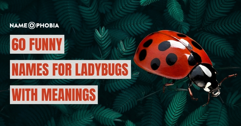 Names For Ladybugs