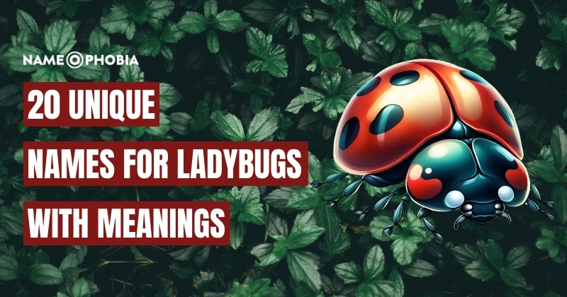 Names For Ladybugs