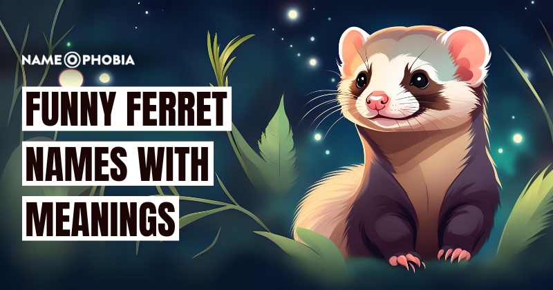 Funny Ferret Names With Meanings