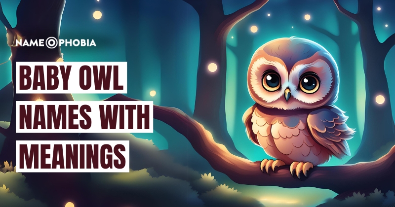 Baby Owl Names With Meanings