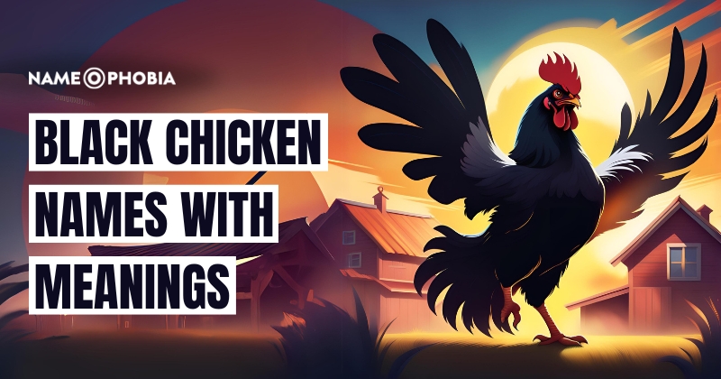 Black Chicken Names With Meanings