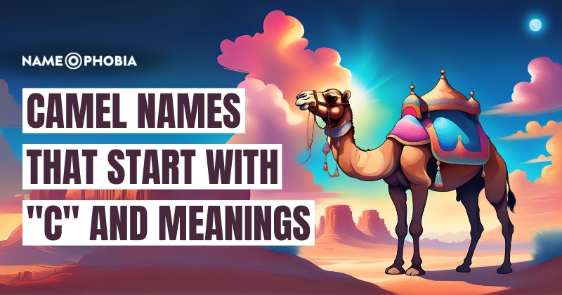 Camel Names That Start with "C" and Meanings