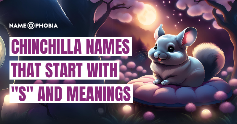 Chinchilla Names That Start With "S" and Meanings