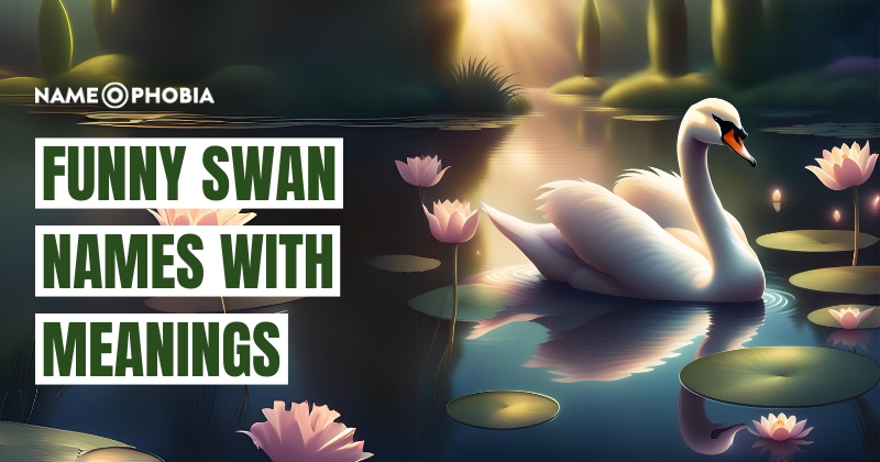 Funny Swan Names With Meanings