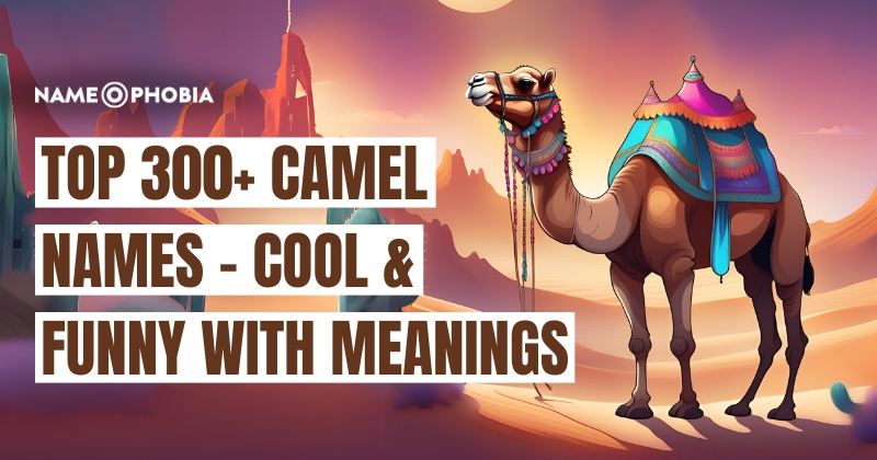 Top 300+ Camel Names - Cool & Funny with Meanings