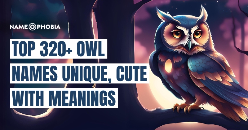 Top 320+ Owl Names Unique, Cute With Meanings