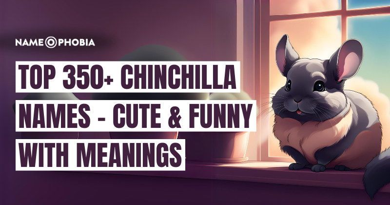 Top 350+ Chinchilla Names - Cute & Funny With Meanings